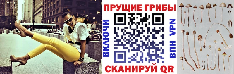 Псилоцибиновые грибы мухоморы  кракен как зайти  Петропавловск-Камчатский 