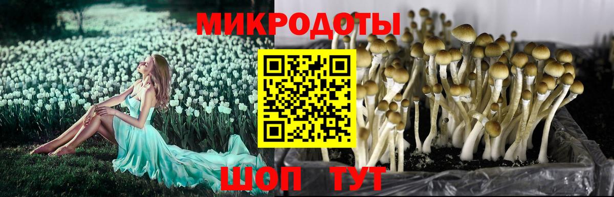 ГАШИШ Петропавловск-Камчатский